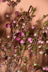 Erica pauciovulata