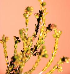 Erica serrata