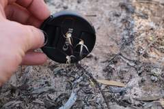 Caladenia microchila