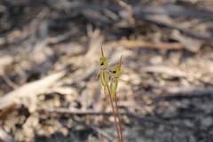 Caladenia brevisura