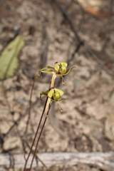 Caladenia brevisura