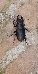 Lucanus tetraodon