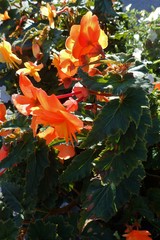 Begonia × tuberhybrida