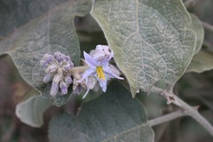 Solanum rudepannum