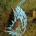 Cape Silvertip Nudibranch Complex - Photo (c) keryn_vdw, some rights reserved (CC BY-NC)