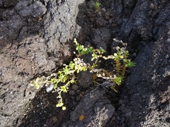 Spergularia azorica