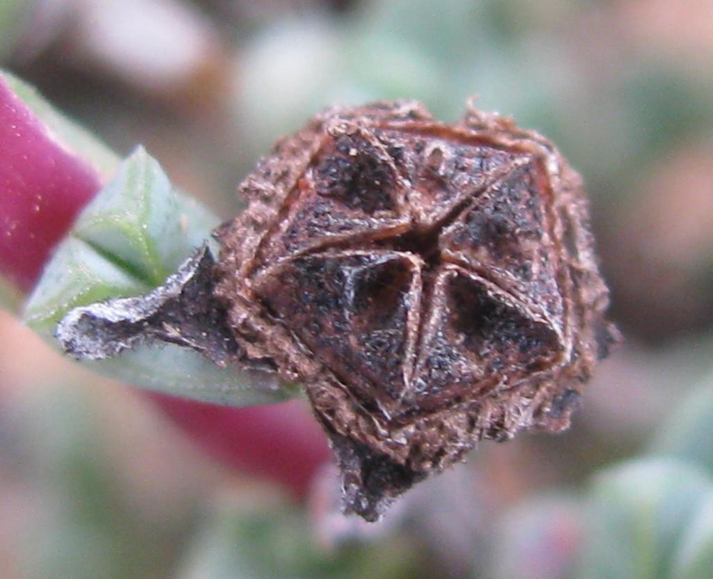 Antimima triquetra, Avontuur