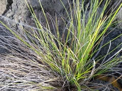 Festuca petraea