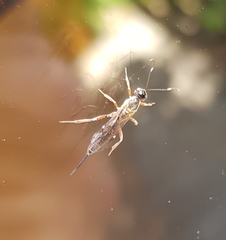 Xorides praecatorius