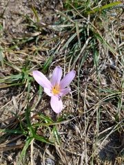 Colchicum autumnale
