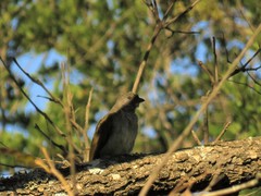 Indicator variegatus