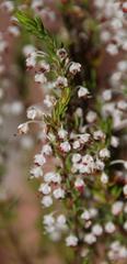 Erica rubiginosa rubiginosa