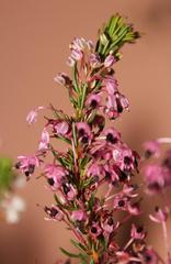 Erica rubiginosa rubiginosa