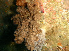 Eunephthya thyrsoidea