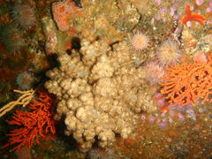 Eunephthya thyrsoidea
