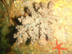 Eunephthya thyrsoidea