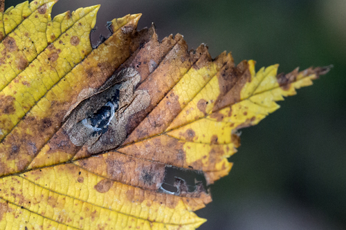 Elm Leafminer photo 4