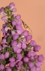 Erica chamissonis chamissonis