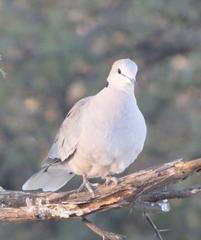 Streptopelia capicola damarensis
