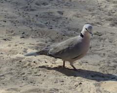 Streptopelia capicola damarensis