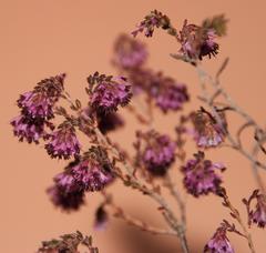 Erica globiceps globiceps