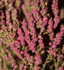 Erica puberuliflora