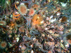 Thyone aurea