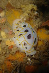 Halgerda dichromis