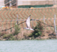 Chlidonias leucopterus