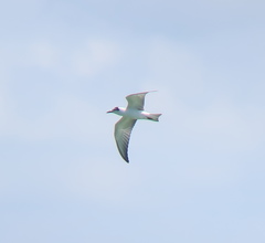 Chlidonias leucopterus