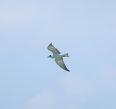 Chlidonias leucopterus