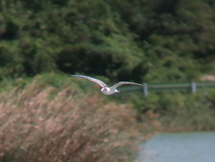 Chlidonias leucopterus