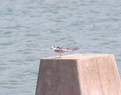 Chlidonias leucopterus