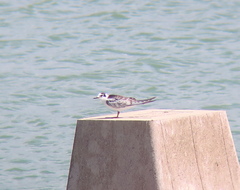 Chlidonias leucopterus