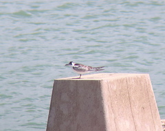 Chlidonias leucopterus