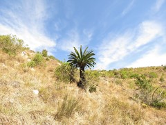 Encephalartos longifolius