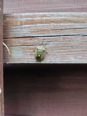 Chlorochroa pinicola