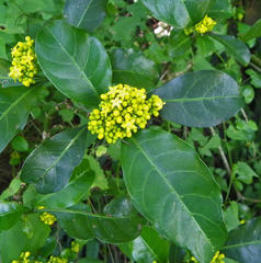 Psychotria capensis capensis
