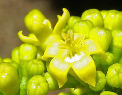 Psychotria capensis capensis