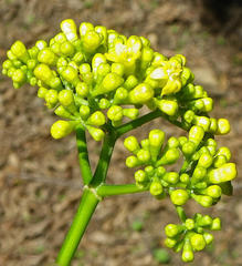 Psychotria capensis capensis