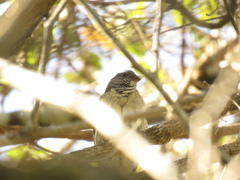 Indicator variegatus