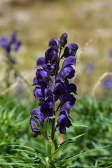 Aconitum burnatii