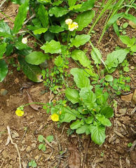 Youngia japonica