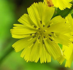 Youngia japonica