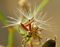 Youngia japonica