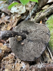 Tylopilus alboater