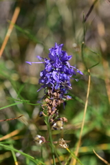 Veronica allionii
