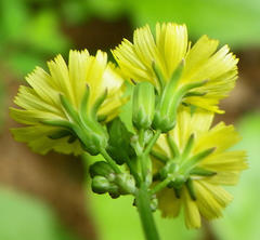 Youngia japonica
