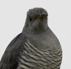 Cuculus canorus canorus