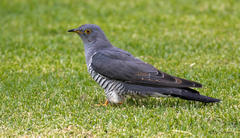 Cuculus canorus canorus